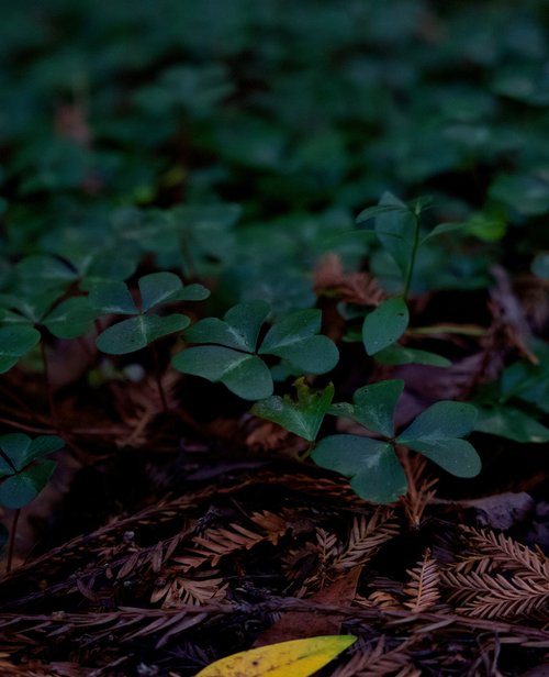Clover plants on forest floor